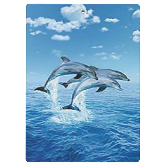 klembord voor dolfijnen (Achterkant)