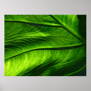 Klepfoto van groen blad poster