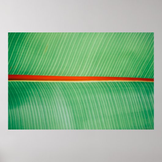Klepfoto van groen blad poster (Voorkant)