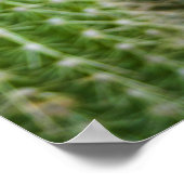 Kleur Cacti Poster (Hoek)