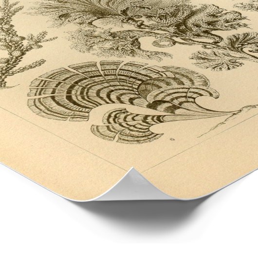  kleur Ernst Haeckel afdrukken Poster (Hoek)