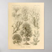  kleur Ernst Haeckel afdrukken Poster (Voorkant)