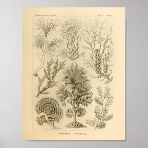  kleur Ernst Haeckel afdrukken Poster