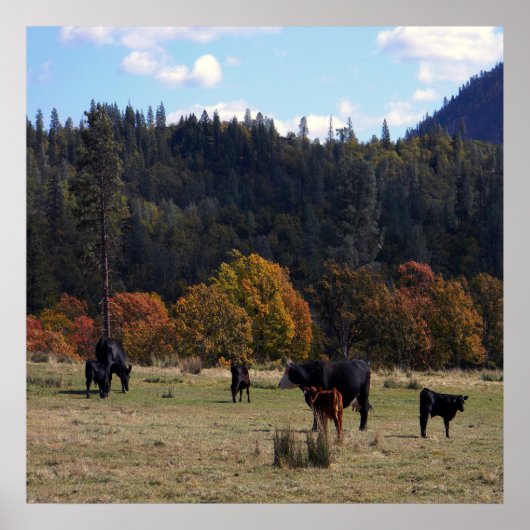 Kleur met de kudde... poster (Voorkant)