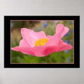 Kleur met roze roze foto bij sluiten poster (Voorkant)