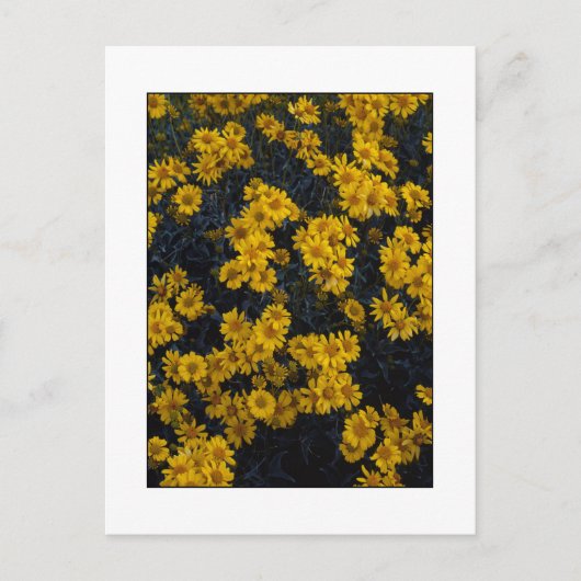 " Kleur mij Geel " Briefkaart (Voorkant)