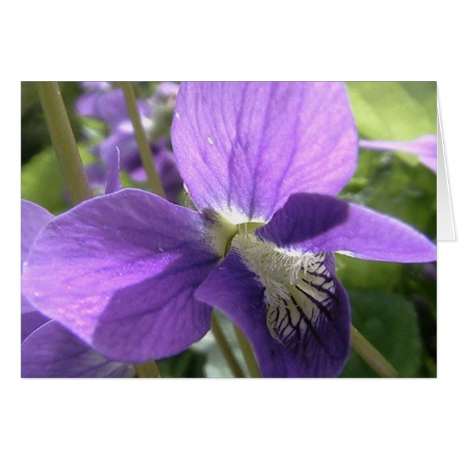 kleur mijn ziel (Voorkant Horizontaal)