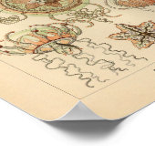 kleur Trachomedusae Ernst Haeckel Afdrukken Poster (Hoek)
