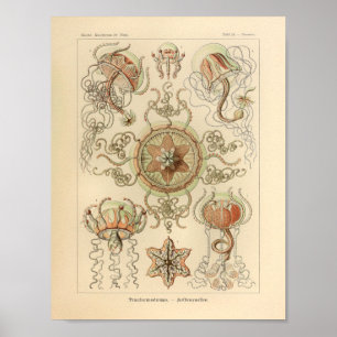  kleur Trachomedusae Ernst Haeckel Afdrukken Poster
