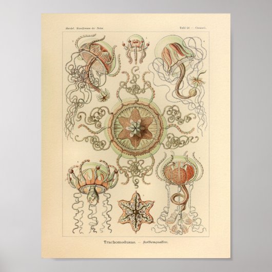 kleur Trachomedusae Ernst Haeckel Afdrukken Poster (Voorkant)