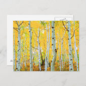 Kleur van de Aspen-bomen 1 Briefkaart (Voorkant / Achterkant)