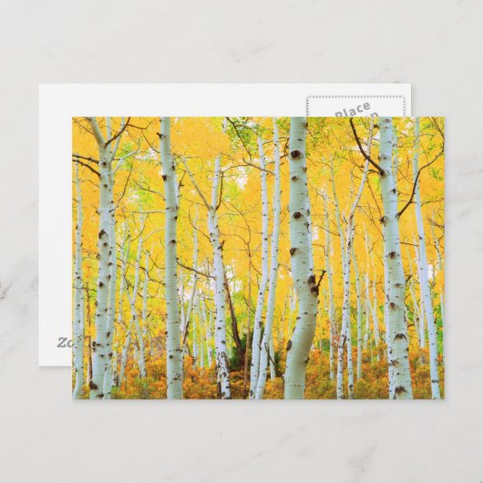 Kleur van de Aspen-bomen 1 Briefkaart (Voorkant / Achterkant)