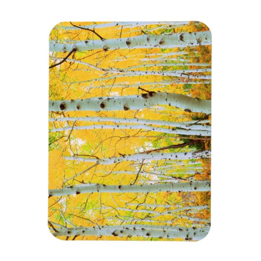 Kleur van de Aspen-bomen 1 Magneet (Verticaal)