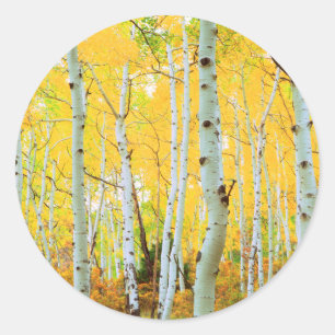 Kleur van de Aspen-bomen 1 Ronde Sticker