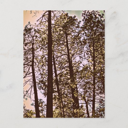 kleur van de bomen briefkaart (Voorkant)