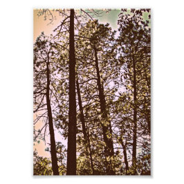 kleur van de foto van de bomen afdruk