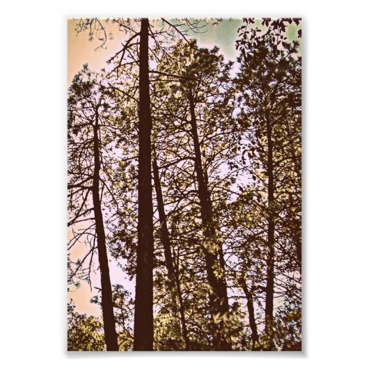 kleur van de foto van de bomen afdruk (Voorkant)