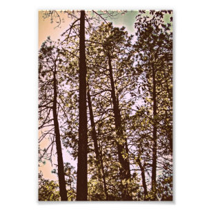 kleur van de foto van de bomen foto afdruk