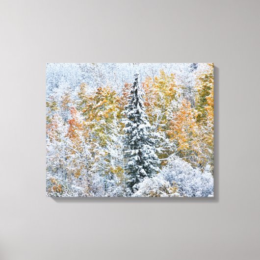 Kleur van de spens- en sneeuwbalpas canvas afdruk (Voorkant)