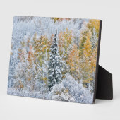 Kleur van de spens- en sneeuwbalpas fotoplaat (Zijkant)