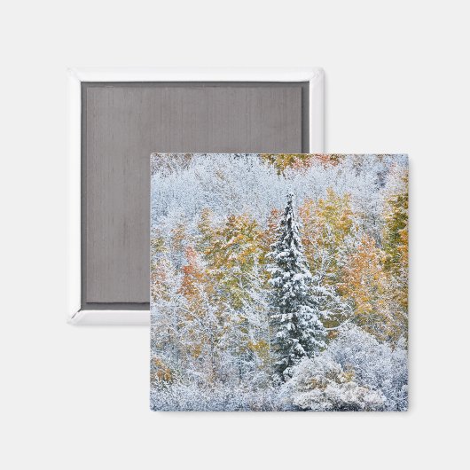 Kleur van de spens- en sneeuwbalpas magneet (Voorkant / Achterkant)