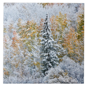 Kleur van de spens- en sneeuwbalpas tegeltje