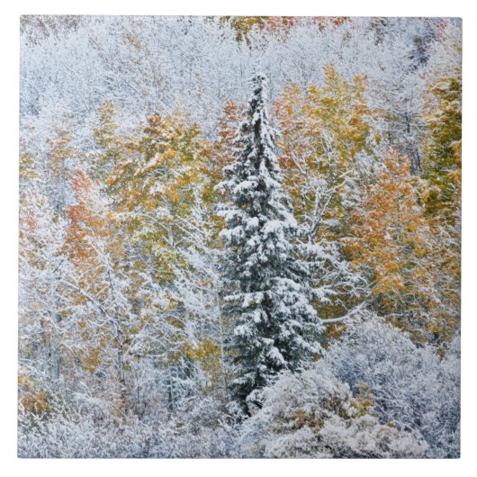 Kleur van de spens- en sneeuwbalpas tegeltje (Voorkant)