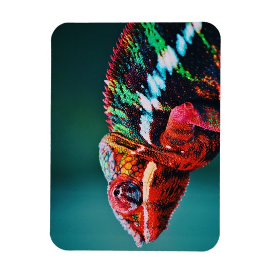 Kleur veranderende regenboogkameleon Reptile Magneet (Verticaal)