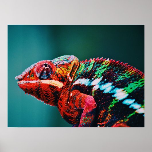 Kleur veranderende regenboogkameleon Reptile Poster (Voorkant)