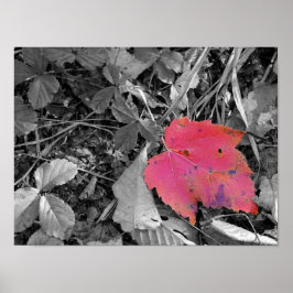 Kleuraccent Rode Blad Poster