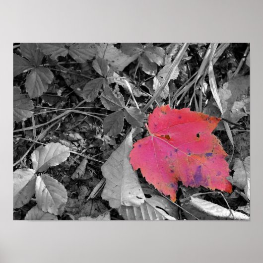 Kleuraccent Rode Blad Poster (Voorkant)