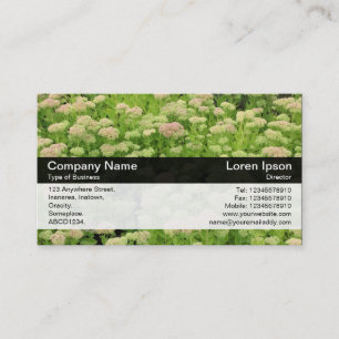 Kleurband - Zwart - Sedum Visitekaartje