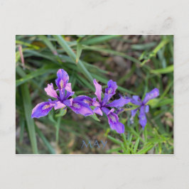 KLEURCELEBRATIE VAN CALIFORNIA: MAG BRIEFKAARTEN