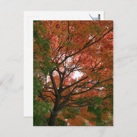 Kleuren Briefkaart (Voorkant / Achterkant)