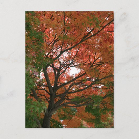 Kleuren Briefkaart (Voorkant)