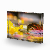 Kleuren invallen fotoblokken (Rechts)