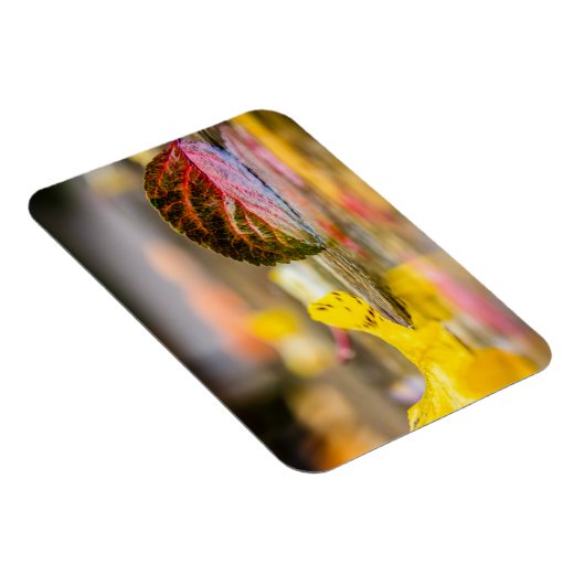 Kleuren invallen magneet (Rechterzijde)