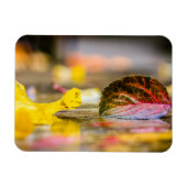 Kleuren invallen magneet (Horizontaal)