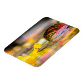 Kleuren invallen magneet (Linkerzijde)