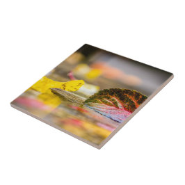 Kleuren invallen tegeltje