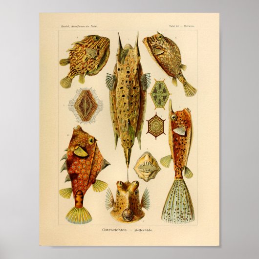  kleuren kleur Ernst Haeckel Art afdrukken Poster (Voorkant)