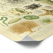  kleuren, kwallen Zee, levenskunst afdrukken Poster (Hoek)