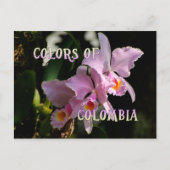 Kleuren van Colombia Cattleya Orchid Briefkaart (Voorkant)
