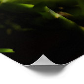 Kleuren van Colombia Orchidee Poster (Hoek)