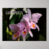 Kleuren van Colombia Orchidee Poster (Voorkant)