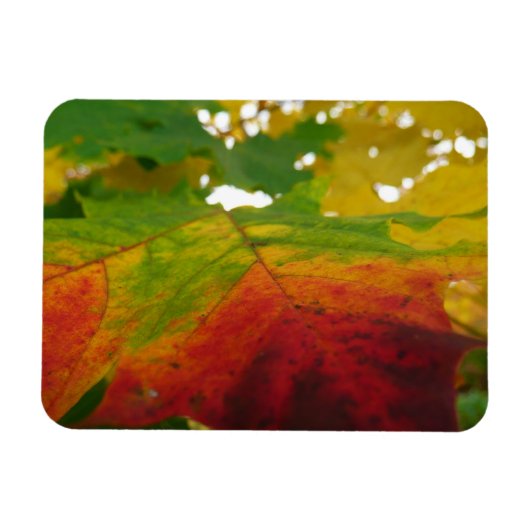 Kleuren van de esdoornblad herfst natuur fotografi magneet (Horizontaal)