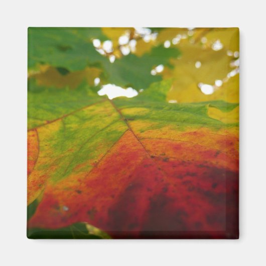 Kleuren van de esdoornblad herfst natuur fotografi magneet (Voorkant)