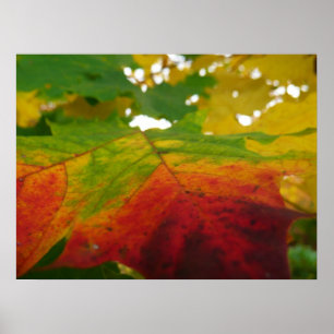Kleuren van de Esdoornblad Herfst Natuurfotografie Poster
