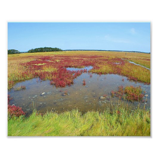 Kleuren van de foto's van Marsh Foto Afdruk (Voorkant)