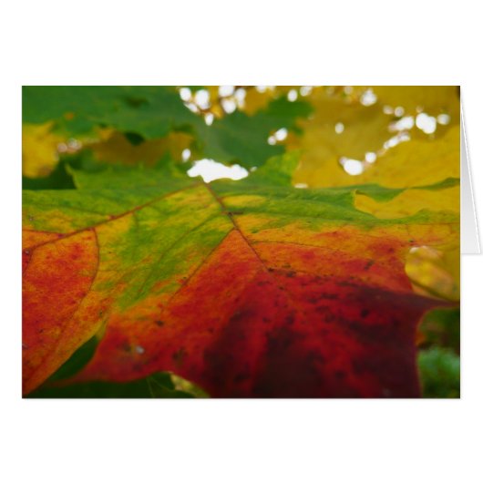 Kleuren van de Natuur "Maple Leaf Autumn" Fotograf (Voorkant Horizontaal)